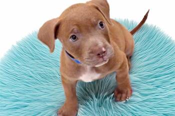 PESTO -  Pit Bull Terrier Dog for Adoption in Fort Lauderdale, Florida - PESTO | PetCurious