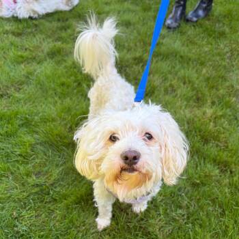 Oso -  Maltese and Mixed Breed Dog for Adoption in Woodinville, Washington - Oso | PetCurious