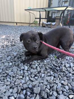 Estrella -  Terrier and Mixed Breed Dog for Adoption in Pomona, New York - Estrella | PetCurious