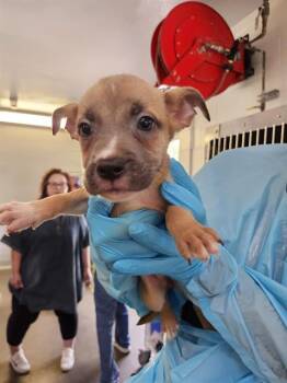 SCOUT -  American Staffordshire Terrier Dog for Adoption in San Antonio, Texas - SCOUT | PetCurious