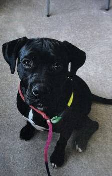 Rescue Boxer and American Bully Dogs for Adoption in Fort Madison, Iowa - Layla | PetCurious