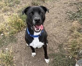 TRACER -  Labrador Retriever and German Shepherd Dog Dog for Adoption in Mckinleyville, California - TRACER | PetCurious