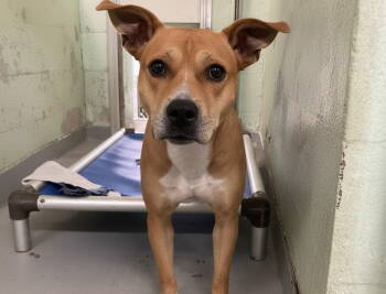 Rescue Mixed Breed Dogs for Adoption in Durham, North Carolina - Fawn | PetCurious