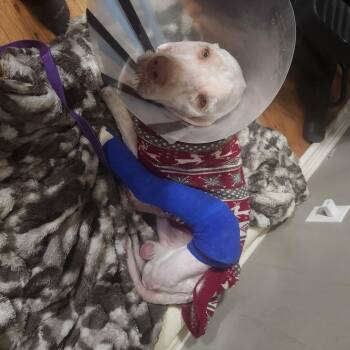 Great Pyrenees and Mixed Breed Dogs Available for Adoption - Hamilton | PetCurious