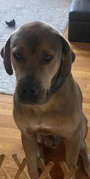 Rescue Mastiff Dogs for Adoption in Hoffman Estates, Illinois - Levi | PetCurious