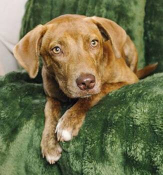 Rescue Labrador Retriever and Mixed Breed Dogs for Adoption in Columbia, South Carolina - BB | PetCurious