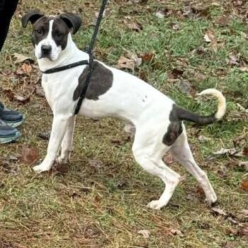 Mixed Breed Dogs Available for Adoption - Ox | PetCurious