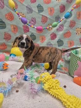 Catahoula Leopard Dog and Hound Dogs Available for Adoption in Dover, Arkansas - Ocean Orrin | PetCurious
