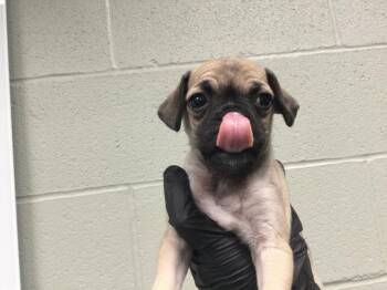 Terrier and Mixed Breed Dogs Available for Adoption in Thousand Palms, California - A1917884 | PetCurious