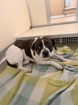Terri -  Mixed Breed Dog for Adoption in Columbia, Tennessee - Terri | PetCurious