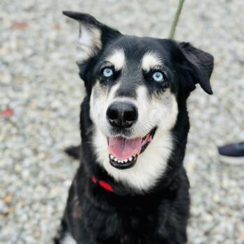 Rescue Husky Dogs for Adoption in Jackson Township, New Jersey - Roxy | PetCurious