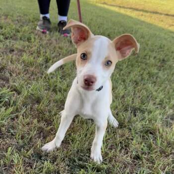 Jilly Bean -  Terrier Dog for Adoption in Sealy, Texas - Jilly Bean | PetCurious