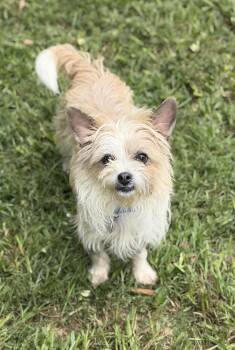 Mary-Kate -  Wirehaired Terrier Dog for Adoption in Sandy Springs, Georgia - Mary-Kate | PetCurious