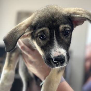 Rescue Great Pyrenees and American Staffordshire Terrier Dogs for Adoption in Midland, Texas - Gingerbread (River) | PetCurious