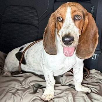 Basset Hound Dogs Available for Adoption in Hamilton, New Jersey - LUCY Aka LULA | PetCurious