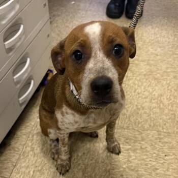 Helina -  Australian Cattle Dog Blue Heeler Dog for Adoption in Birmingham, Alabama - Helina | PetCurious