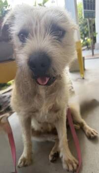 Lavender -  Mixed Breed Dog for Adoption in Honolulu, Hawaii - Lavender | PetCurious