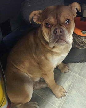 Rescue American Bulldog Dogs for Adoption in Rustburg, Virginia - Missy - At Shelter | PetCurious