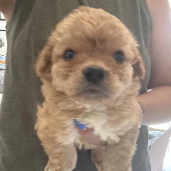 Copper -  Golden Retriever and Maltese Dog for Adoption in Sacramento, California - Copper | PetCurious