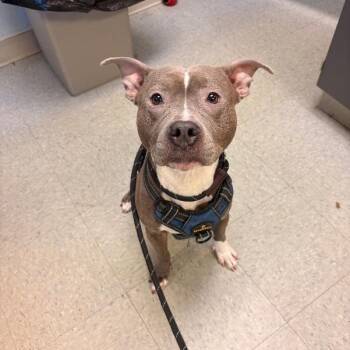 Dolly -  Pit Bull Terrier and American Staffordshire Terrier Dog for Adoption in Medina, Ohio - Dolly | PetCurious