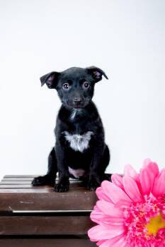 Australian Cattle Dog Blue Heeler Dogs Available for Adoption in Brighton, Colorado - 360-26 | PetCurious