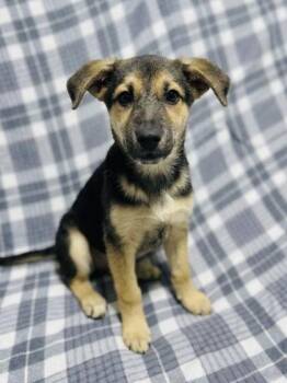 Ino -  Mixed Breed Dog for Adoption in West Chester, Pennsylvania - Ino | PetCurious