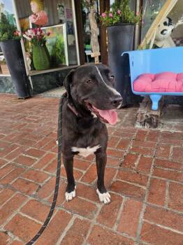 Rescue Black Labrador Retriever Dogs for Adoption in Holly Springs, Mississippi - Barney | PetCurious