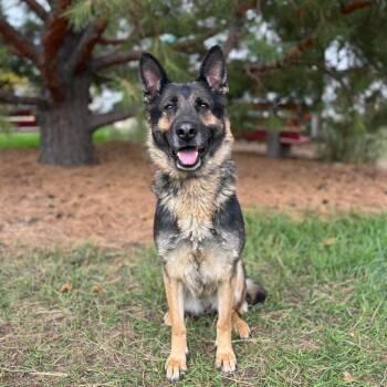 Ziva -  German Shepherd Dog Dog for Adoption in Fargo, North Dakota - Ziva | PetCurious