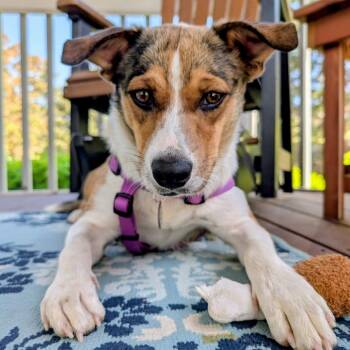 Pancake D11123 -  Collie and Beagle Dog for Adoption - Pancake D11123 | PetCurious