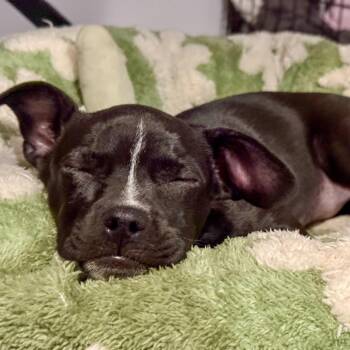 Bon Bon Bonnie -  Labrador Retriever and Mixed Breed Dog for Adoption in Valparaiso, Indiana - Bon Bon Bonnie | PetCurious