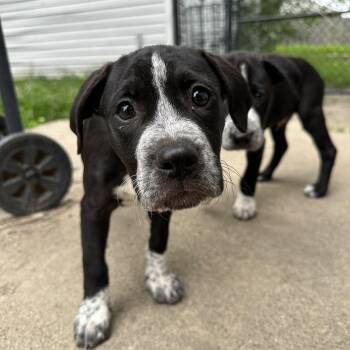 Ferb sweet baby -  Boxer Dog for Adoption in Russiaville, Indiana - Ferb Sweet Baby | PetCurious