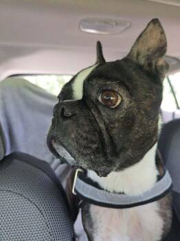 Cosmo Kramer_ XXXX FL -  Boston Terrier Dog for Adoption in Maryville, Tennessee - Cosmo Kramer_ XXXX FL | PetCurious