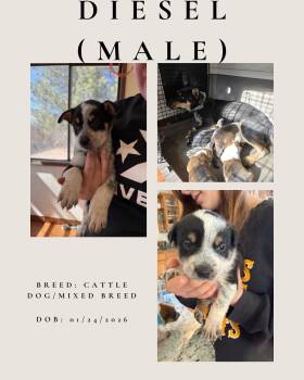 Australian Cattle Dog Blue Heeler Dogs Available for Adoption - Diesel | PetCurious