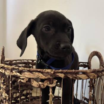 Kyle -  Labrador Retriever Dog for Adoption in Richmond, Virginia - Kyle | PetCurious