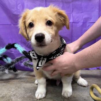 Potato -  Corgi and Border Collie Dog for Adoption in Eureka Springs, Arkansas - Potato | PetCurious