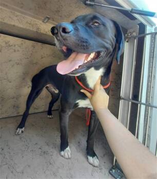 Rescue Labrador Retriever and Mixed Breed Dogs for Adoption in St. Cloud, Florida - A330793 | PetCurious