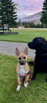 Gus -  German Shepherd Dog Dog for Adoption in Polson, Montana - Gus | PetCurious