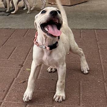 Judy -  Labrador Retriever Dog for Adoption in Spring, Texas - Judy | PetCurious