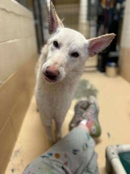 German Shepherd Dog Dogs Available for Adoption - Crystal | PetCurious