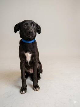 Shepherd Dogs Available for Adoption in Lebanon, Tennessee - Blanche | PetCurious