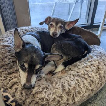 Jake -  Chihuahua Dog for Adoption in St. Augustine, Florida - Jake | PetCurious