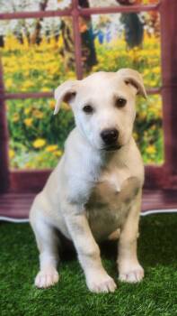 Husky and Shepherd Dogs Available for Adoption in Austin, Texas -  Honey DG | PetCurious