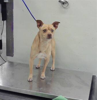 Chihuahua and Mixed Breed Dogs Available for Adoption - CANELO | PetCurious