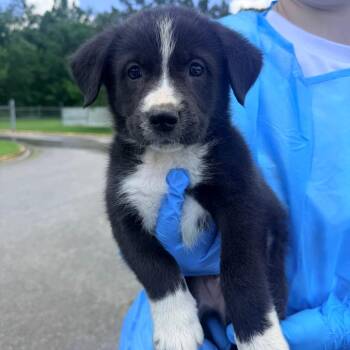 Colt -  Mixed Breed Dog for Adoption in Corinth, Mississippi - Colt | PetCurious