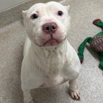 Milkshake -  Pit Bull Terrier Dog for Adoption in Horn Lake, Mississippi - Milkshake | PetCurious