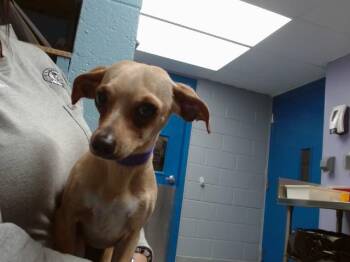 Chihuahua Dogs Available for Adoption in Albuquerque, New Mexico - APRICOT | PetCurious
