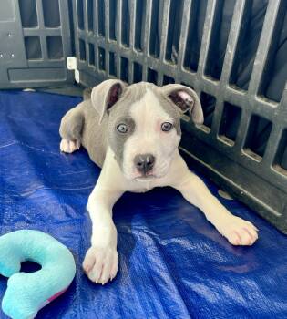 Pit Bull Terrier Dogs Available for Adoption - Hendrix | PetCurious