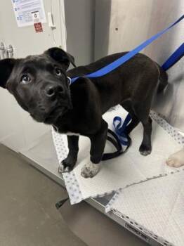 Labrador Retriever and Mixed Breed Dogs Available for Adoption - Roman | PetCurious