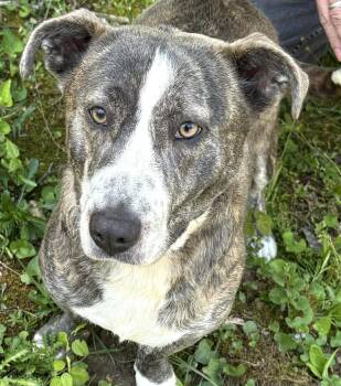 Terrier and Basset Hound Dogs Available for Adoption in Frederick, Maryland - Lola-Available 5/3! Www.lhar.dog To Apply!  | PetCurious