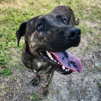 Murph -  Hound and Mixed Breed Dog for Adoption in Corpus Christi, Texas - Murph | PetCurious